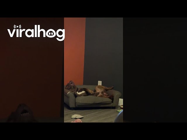 Exhausted Dog Sleeps On His Own Personal Couch || ViralHog