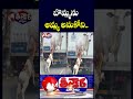 Hungry Calf Tries to Drink Milk From Cow Picture on Dairy Van | V6 Teenmaar