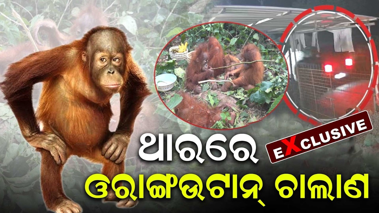 Bhograi Orangutan Mystery: Suspicious Black Thar Spotted In CCTV Footage | Argus News