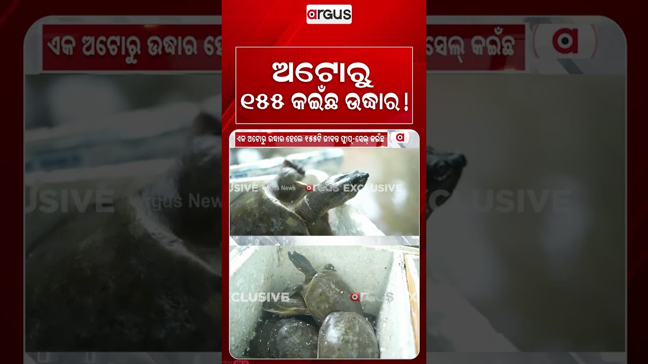 ଅଟୋରୁ ୧୫୫ କଇଁଛ ଉଦ୍ଧାର! | 155 Turtles Seized In Malkangiri | Wildlife Smuggling Racket | Argus News