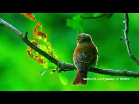 Нежная музыка для души и ЖИЗНИ,а Пение птиц Успокаивает нервную систему.