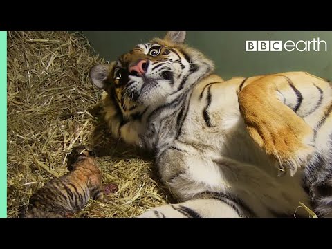Birth of Twin Tiger Cubs | Tigers About The House | BBC