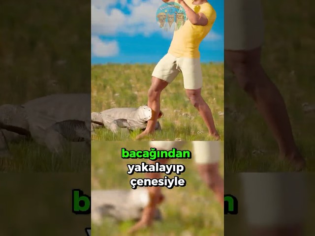 Komodo Ejderi Kovalarsa Ne Yapmalıyız? 🦎🏃‍♂️🌳
