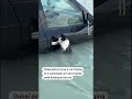 Police rescue cat clinging to car door in Dubai flooding  - 00:18 min - News - Video