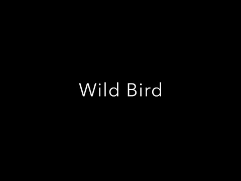 Jeff Oster - Wild Bird - Will Ackerman, Jeff Oster and Tom Eaton