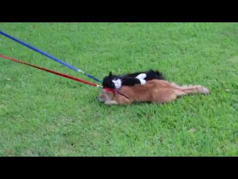 Човекот се обидува да ги шета своите мачки како кучиња