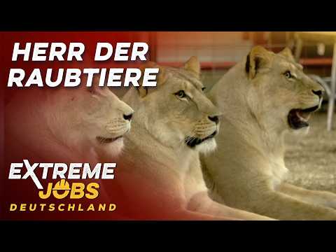 Manege frei! - Löwen bändigen im Circus Krone | Deutschlands gefährlichste Berufe | Extreme Jobs