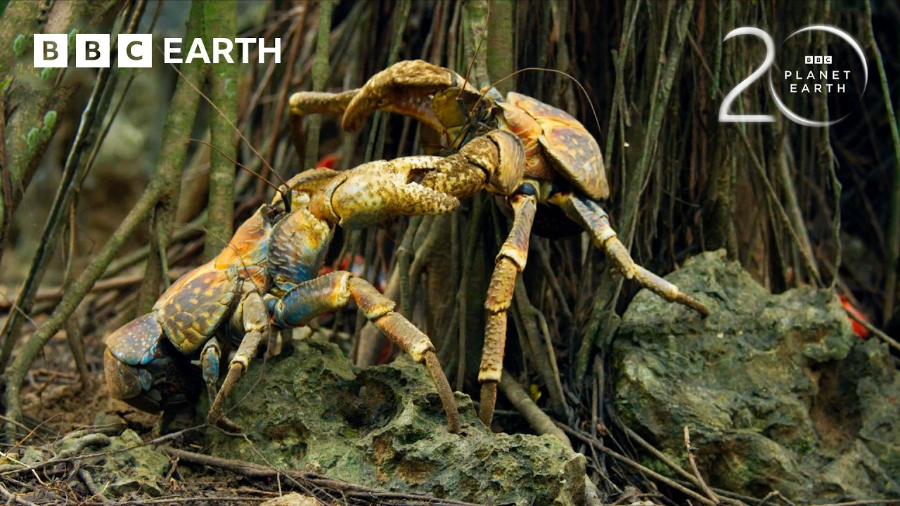 Yellow Crazy Ants 1–0 Red Crabs | 20 Years of Planet Earth II | BBC Earth