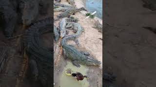 #crocodile #alligator #florida #everglades #miami #usa #travel #wildlife #nature #crocodiles