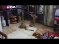 Chased by leopard, deer crashes through roof in Mumbai slum-Exclusive video