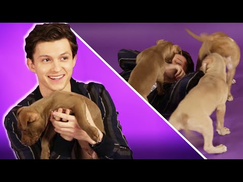 Tom Holland Plays With Puppies While Answering Fan Questions