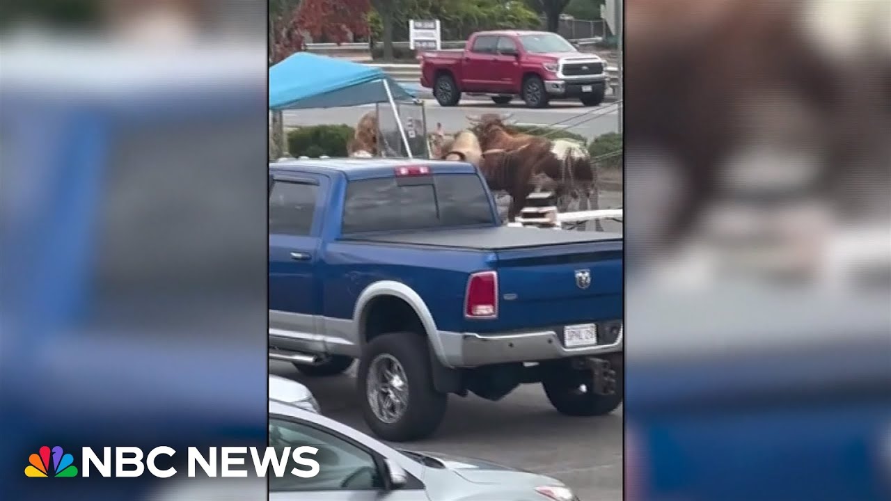 WATCH: Bulls make a bid for freedom from rodeo event in Massachusetts