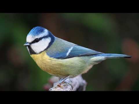 Vidéo de l’hébergement
