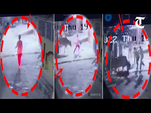 Cow attacks woman in Haryana’s Hisar, video goes viral