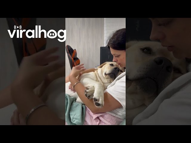 Owner Comforts Dog Through Nail Trim || ViralHog