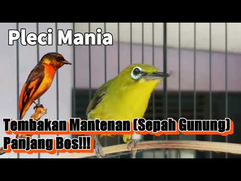 Tembakan Panjang!!! Sepah Gunung (Mantenan)