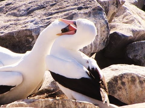 Fighting Birds in Galapagos
