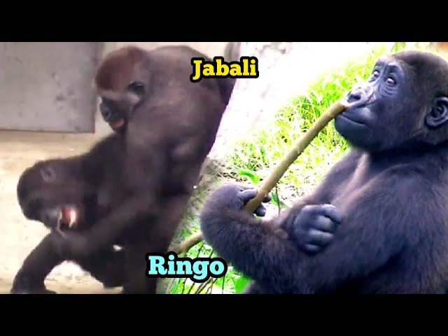 Ringo Really Knows How to Enjoy Life! 😆🤪林戈超懂得生活，每天都過得有模有樣又超歡樂！🛁🌿