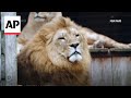 Two lions transferred from Netherlands to South Africa after roaming the streets as cubs