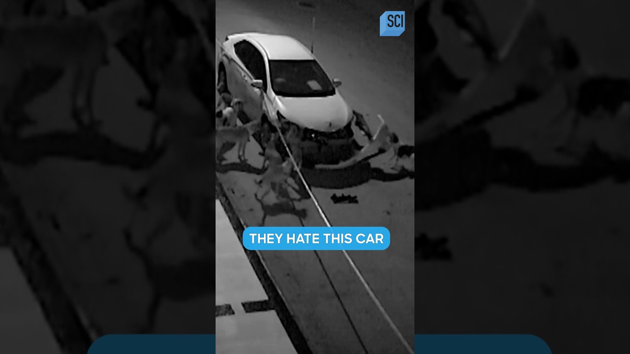 Pack of Dogs RIP APART Man's Car... But Why?! | Strange Evidence | Science Channel