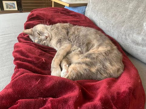 Cozy cat in the heated blanket