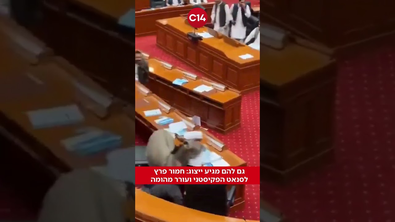 גם להם מגיע ייצוג: חמור פרץ לסנאט הפקיסטני ועורר מהומה