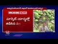 Farmers In Concern As Heavy Rain Damage Mango Crop and Paddy Grains | V6 News  - 05:21 min - News - Video