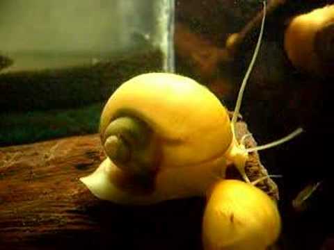 Golden Apple Snails Essay