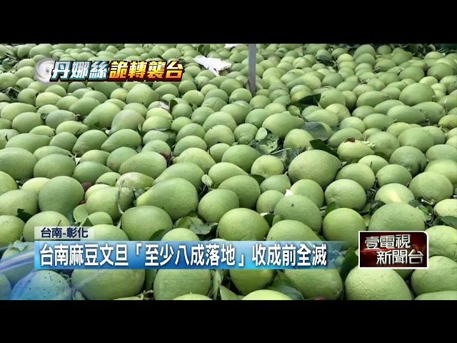 丹娜絲猛灌南臺灣！ 文旦遭風襲落地成「綠色地毯」