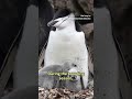 New study shows penguins take seconds-long naps  - 00:50 min - News - Video