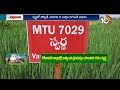 నూతన వరి రకం ఎంటియు-1318 | MTU 1318 Paddy Variety | Matti Manishi | 10TV News  - 08:58 min - News - Video
