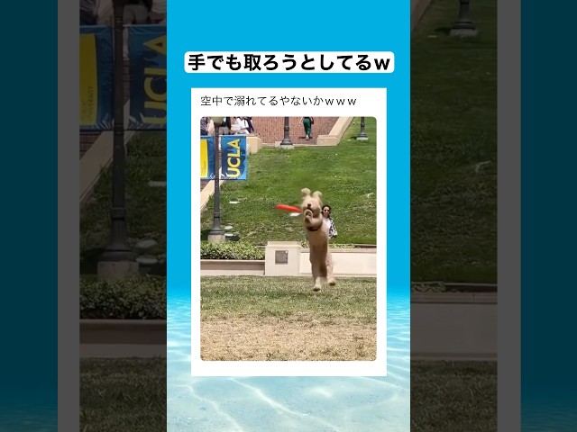 勝手に取れると思ってたこっちが悪いwww #shorts #動物 #おすすめ