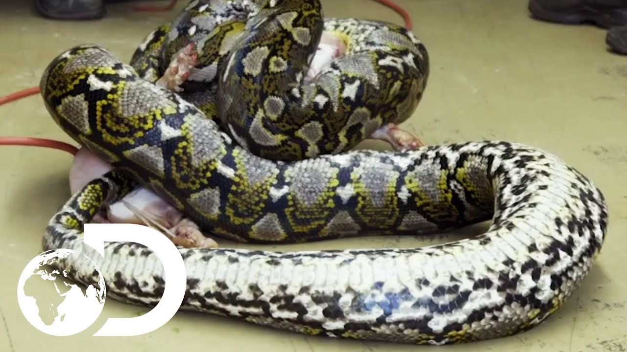 The Top 5 Most Terrifying Snakes