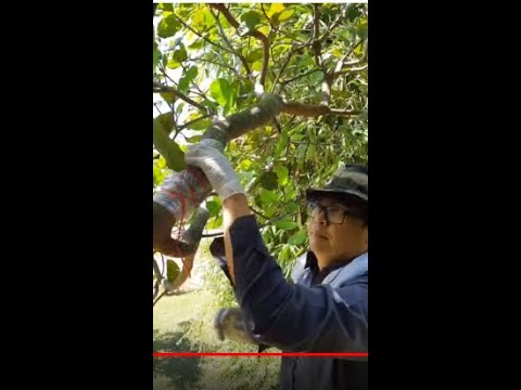 Lakukan Sendiri - Tanaman Pokok Kelapa Matag , Pokok Kelapa Pandan 