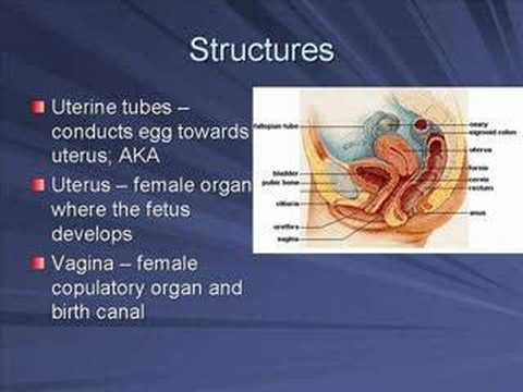 Female Reproductive System ( Video ) | Biology | CK-12 ...