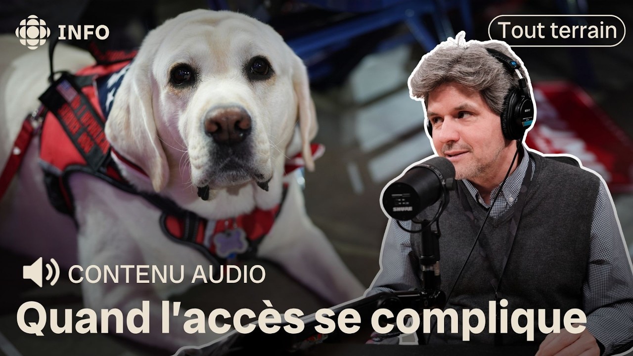 Fausses cartes achetées en ligne : les chiens d'assistance en péril | Tout terrain