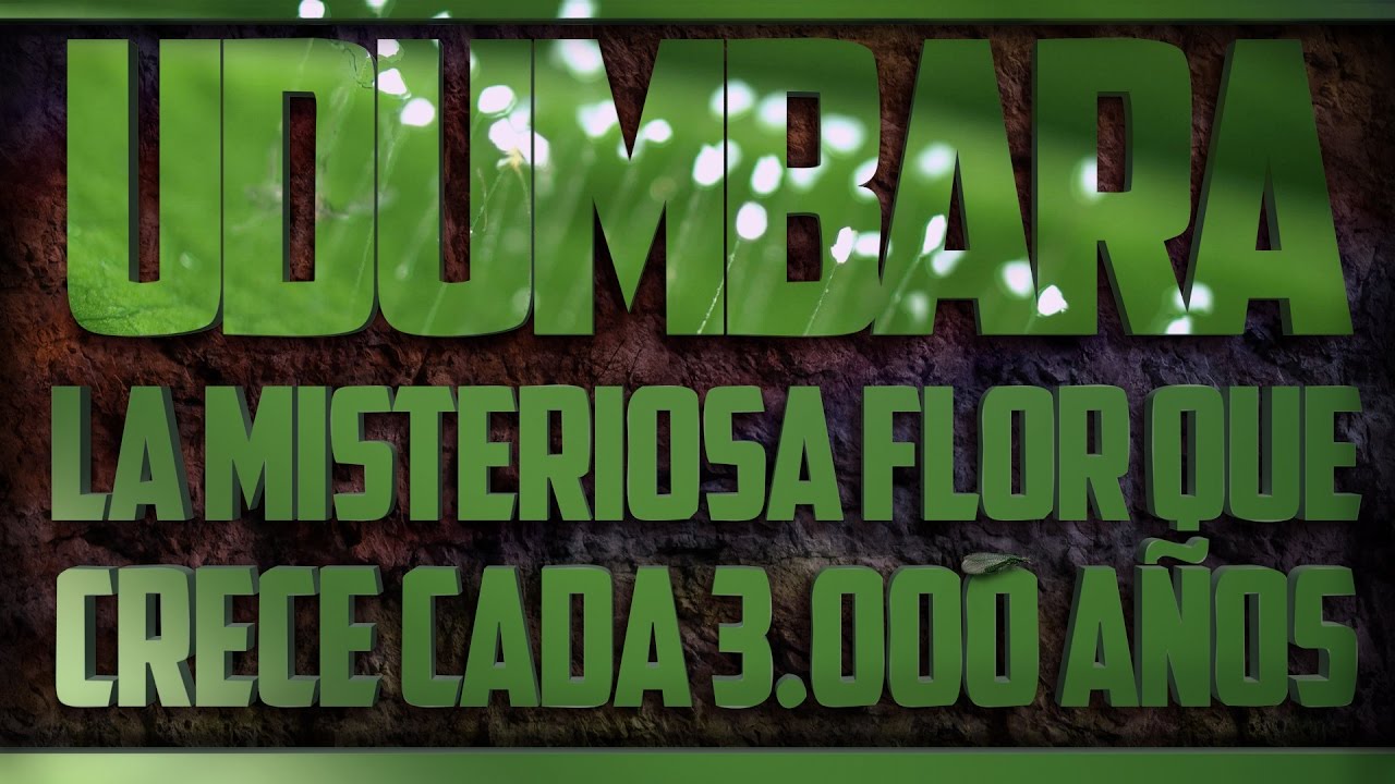 ver el video Udumbara, Fake Total