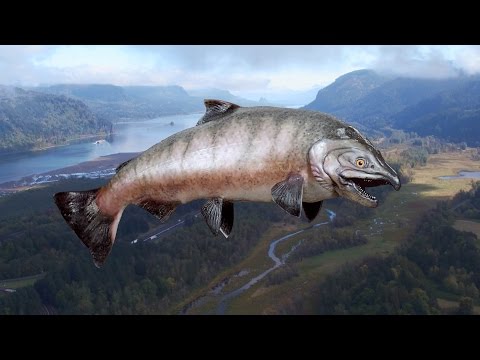 Pretend to visit Oregon with this robot fish: http://traveloregon.com/salmon360 Pretend to visit Oregon with this robot fish: http://traveloregon.com/salmon360