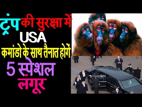 Prior to Donald Trump’s Taj Mahal visit in Agra, 5 langurs deployed Prior to Donald Trump’s Taj Mahal visit in Agra, 5 langurs deployed