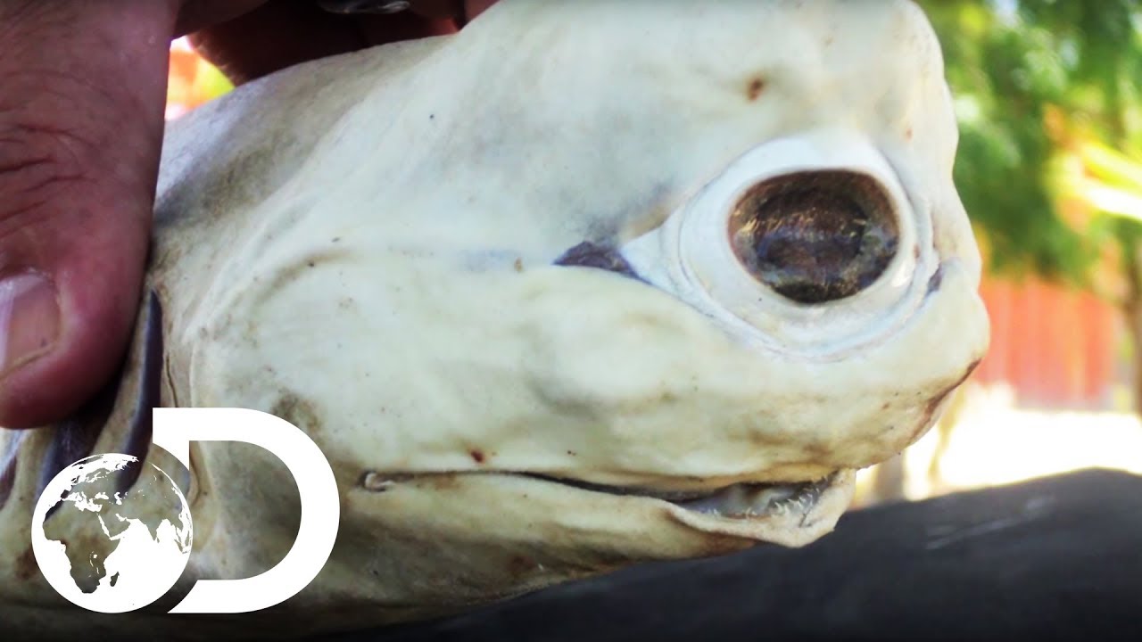 Cyclops and Ghost Sharks | Most Bizarre Sharks Of The Midnight Zone