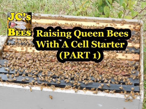 Raising Queens With A Cell Starter (part 1 queen rearing) - YouTube