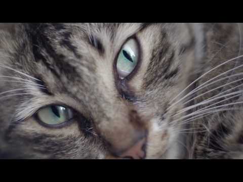 Kedi'