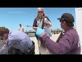 Scores of starving and sick pelicans found along California coast  - 01:39 min - News - Video