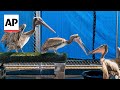 Scores of starving and sick pelicans found along California coast
