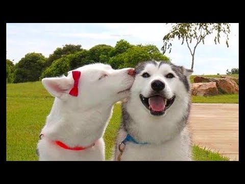 Funny And Cute Husky Puppies Compilation #18