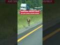 ROO ON THE LOOSE: A kangaroo shocked Alabama drivers after making a run for it on a busy highway