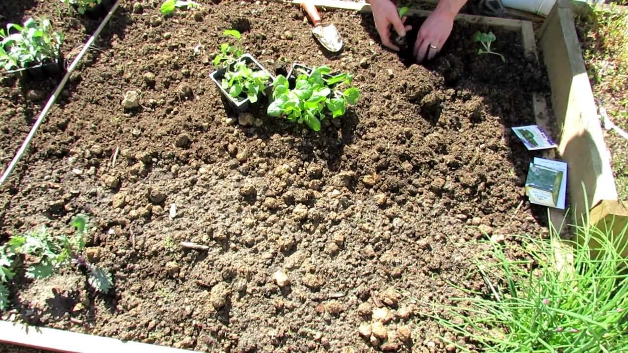 What the Pak Choi is Chinese Cabbage: Transplanting Pak Choi and ...