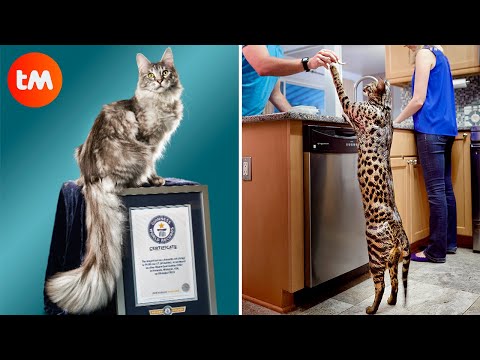 Најгласно предење, најдолго крзно - мачки кои се светски рекордери
