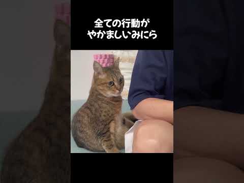 猫動画 飼い主にフルシカトされた猫の反応ｗｗｗ Shorts まとめちゅーぶ