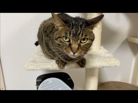 凶暴猫と絶対に仲良くできる最強アイテムを手に入れた まとめちゅーぶ